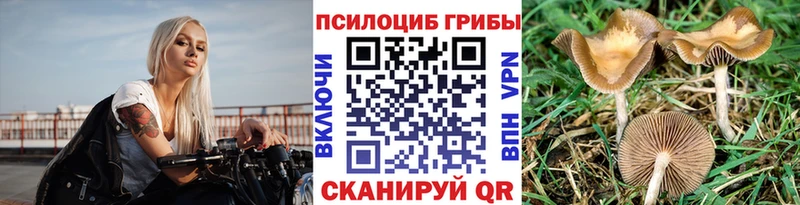 Купить  Беломорск  Галлюциногенные грибы Psilocybine cubensis 
